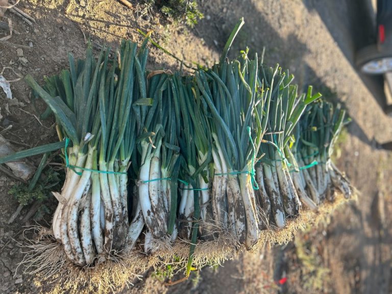 Calçots: riquesa de la terra - SoulBlim